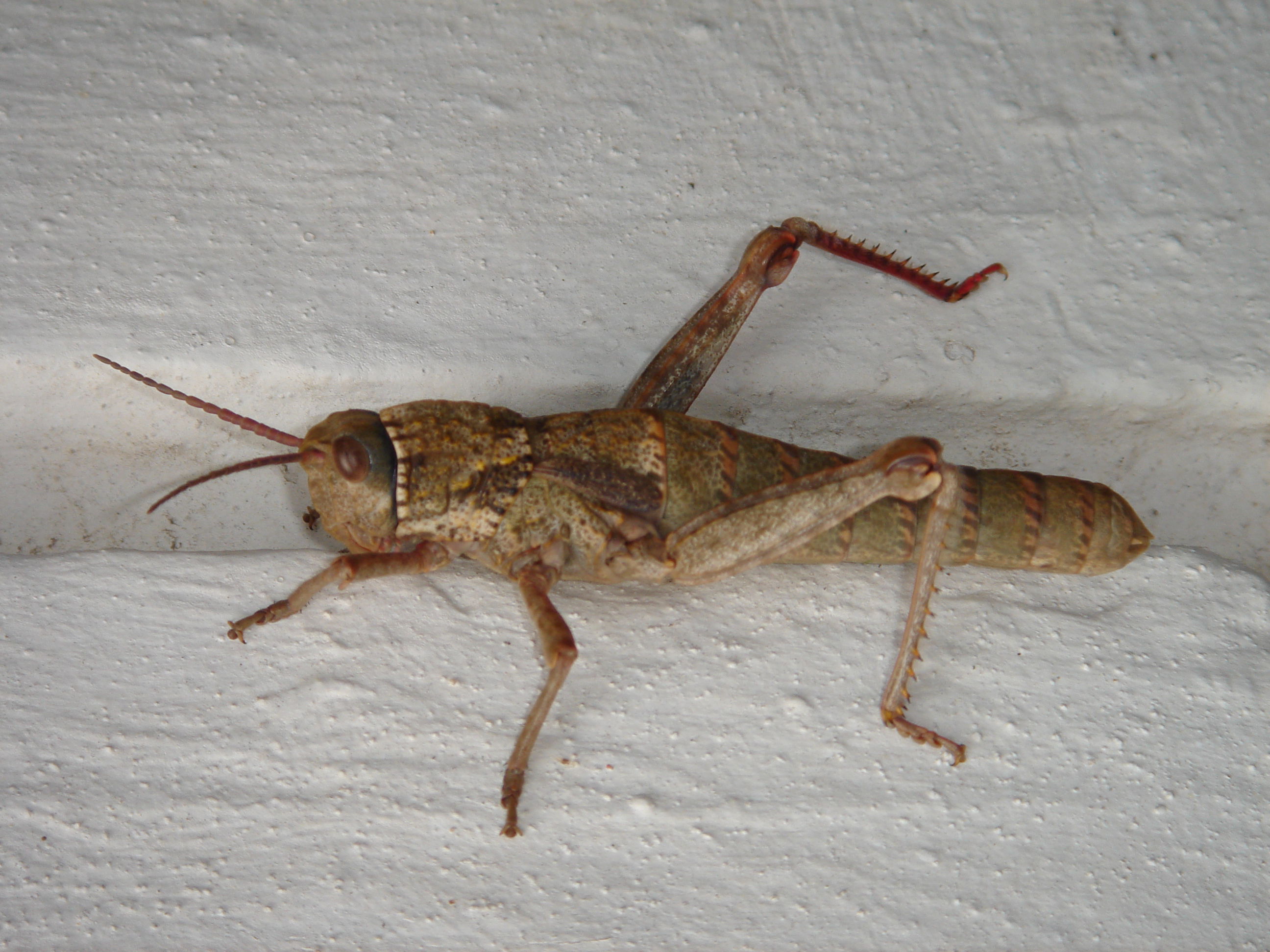 Gibraltarian Grasshopper